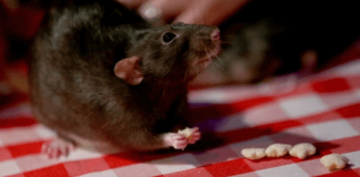 rat