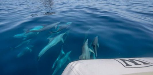 Navy-Dolphins