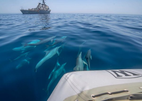Navy-Dolphins
