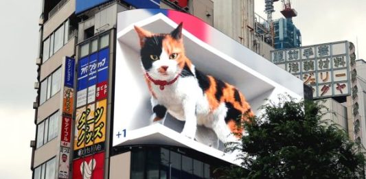 3D-cat