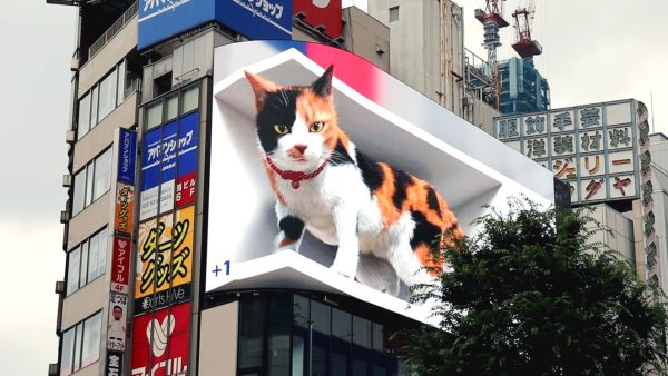 3D-cat