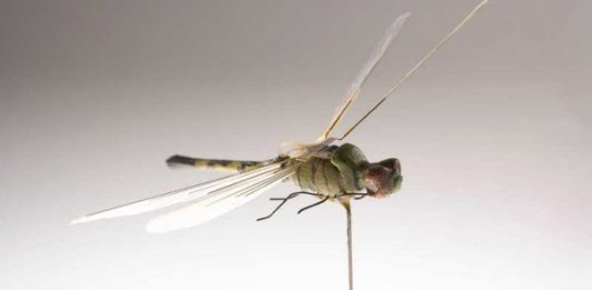 CIA-dragonfly