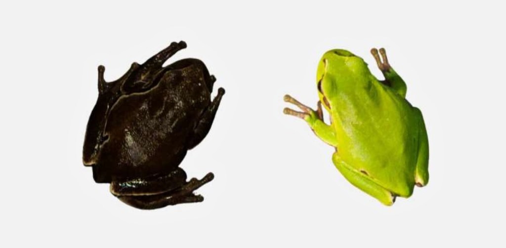 Chernobyl black frog evolution