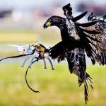 Bird drone interceptors