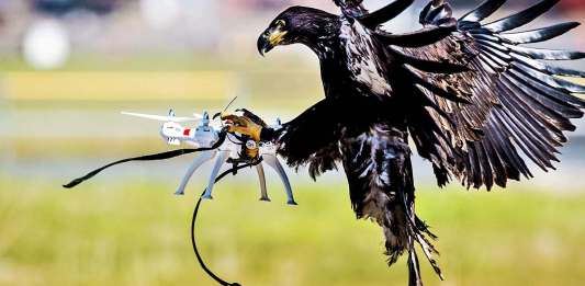 Bird drone interceptors