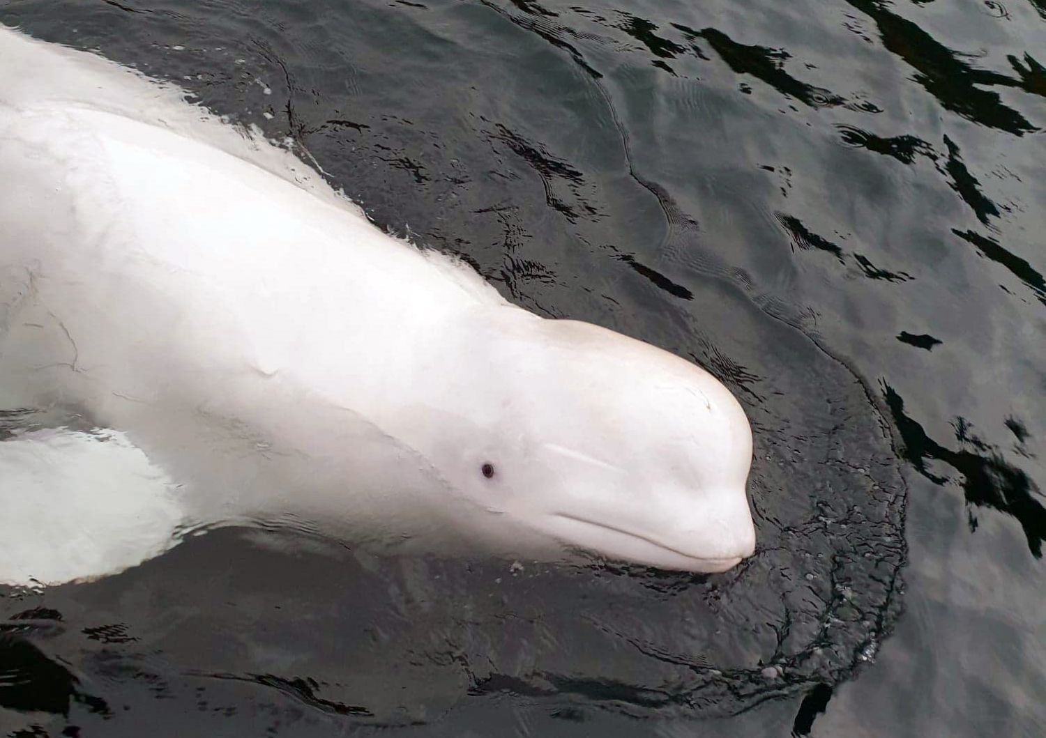 Hvaldimir russian spy whale