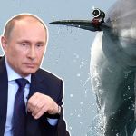 Putin-Whale